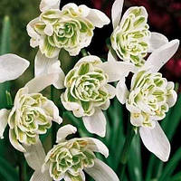 Підсніжник 3шт Nivalis Flore Pleno (Ніваліс Флоре Плено) цибулини