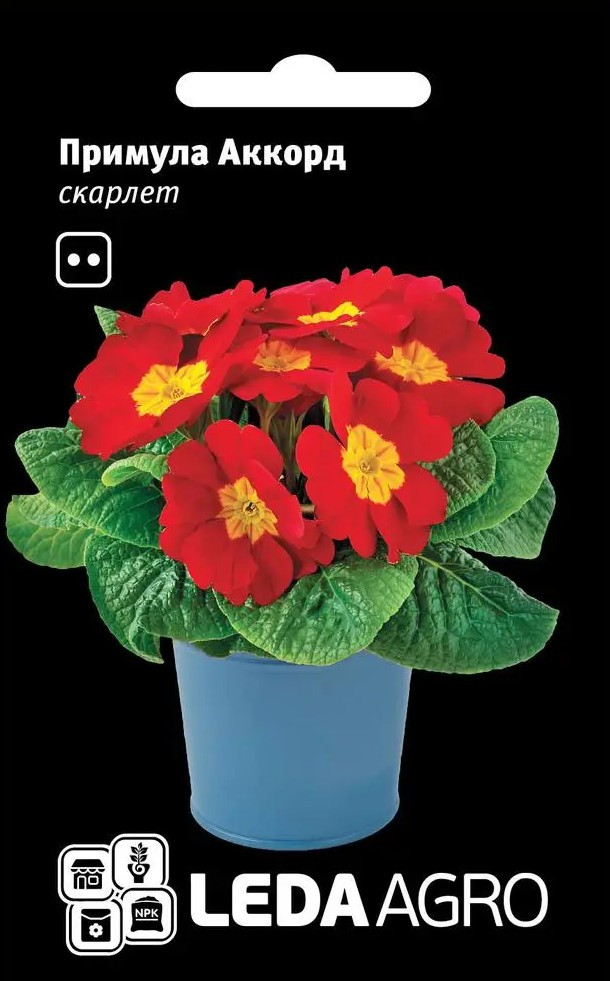 Примула Аккорд, скарлет 10 шт (Leda Agro), фото 1