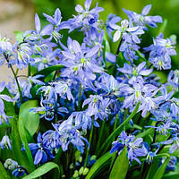 Проліска 5шт Siberica (Сіберіка) цибулини