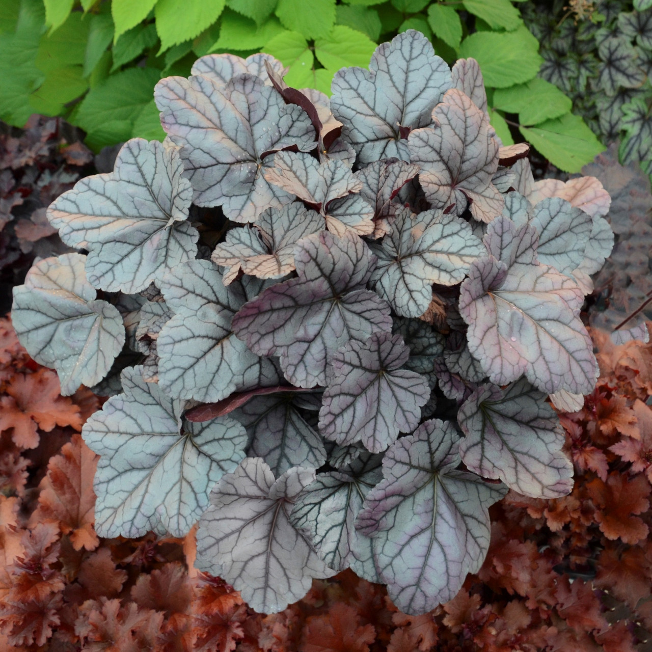 Саджанці Гейхери Роуз Кварц (Heuchera Rose Quartz) P9, фото 1