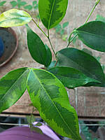 Фікус Бенджаміна 'Anastasia' (саджанці 15-20 см)