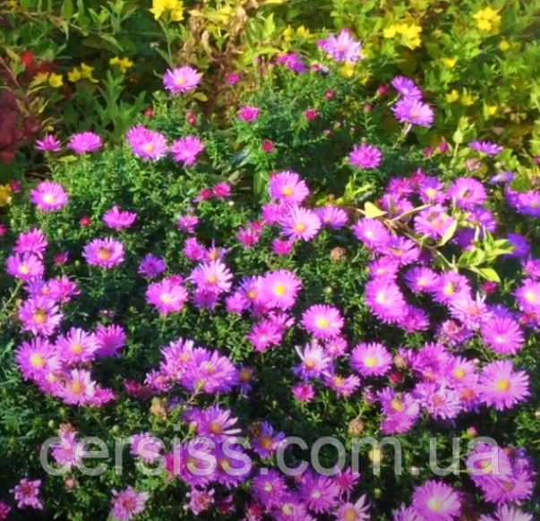 Айстра осіння висока рожева саджанці в горщиках, фото 1