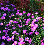 Айстра осіння висока рожева саджанці в горщиках, фото 2