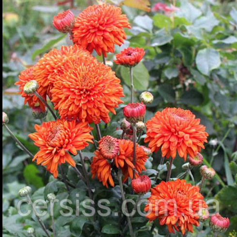 Хризантема корейська червоно-оранжева поділка в горщику Chrysanthemum, фото 1