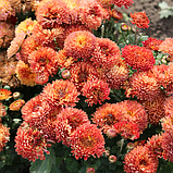 Хризантема корейська червоно-оранжева поділка в горщику Chrysanthemum, фото 2