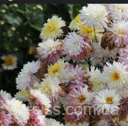 Хризантема корейська біло-рожева поділка в горщику Chrysanthemum, фото 1