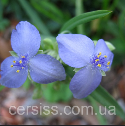 Традесканція садова блакитна Саджанці в контейнері Tradescantia, фото 1