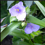 Традесканція садова блакитна Саджанці в контейнері Tradescantia, фото 2