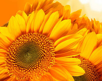 Насіння соняшника НС-Х-496