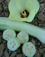 Бамія "Silver Queen" (насіння) 15 шт.