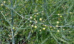 Спаржа (Asparagus officinalis) (насіння 15 шт.)