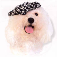 Doggyduds CHUNKY BOUCLE кепка, одяг для собак, синій із білим  ⁇  L