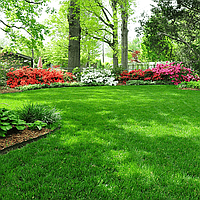 Газонна трава Універсальна, 100 г, Професійне насіння