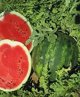 Кавун Бархан 10  нас., Агропак