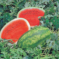 Кавун Леді 10  нас., Агропак