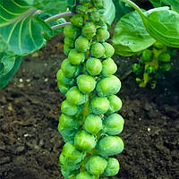 Капуста брюсельська Брілліант F1, високоврожайна 10 нас. СПЕКТР