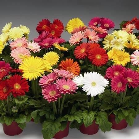 Квіти Гербера Джеймсона суміш, 0,1 г, СЦ