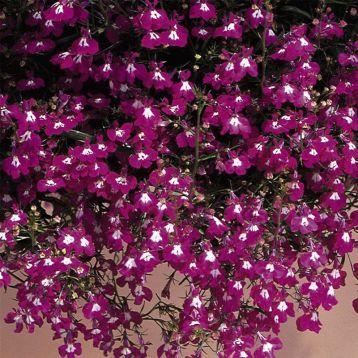 Квіти Лобелія каскадна Регатта рожева 10 мультидраже, з профупаковки, Pan American