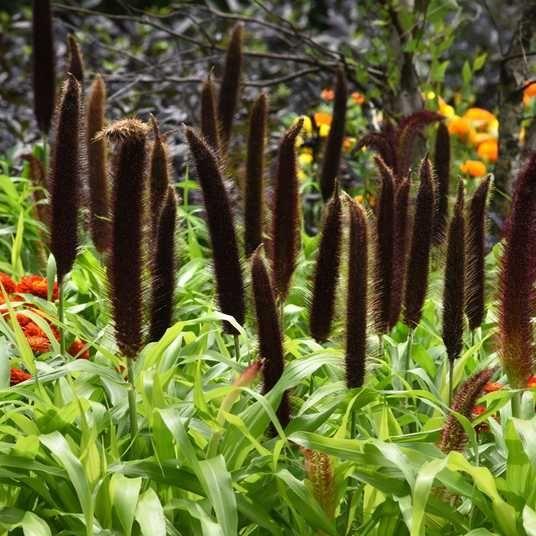 Квіти Пеннісетум Мідний Принц 0,1 г, Професійне насіння, Новинка