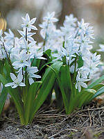 Проліска 5шт Mischtschenkoana (Місхтсхенкоана)