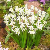 Проліска 5шт Siberica Alba (Сіберіка Алба) цибулини