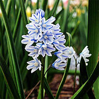 Пушкінія 10шт Libanotica (Лібанотіка)