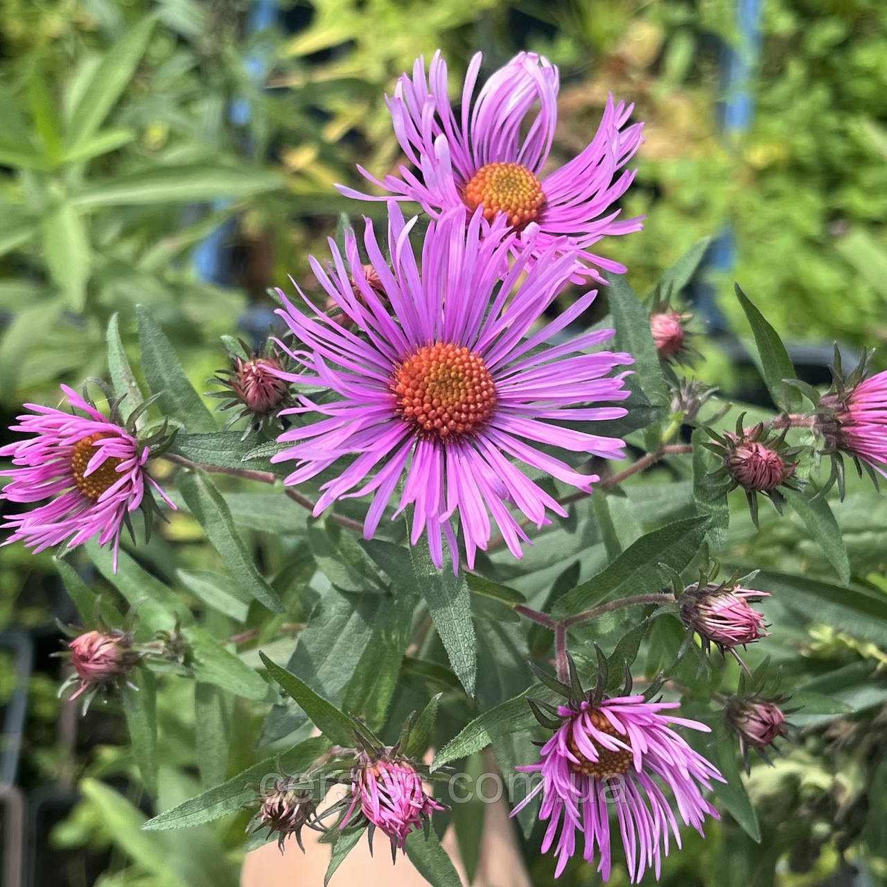 Айстра осіння висока бузкова саджанці в горщиках, фото 1