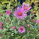 Айстра осіння висока бузкова саджанці в горщиках, фото 2