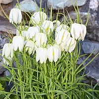 Фрітіларія 5шт Meleagris Alba (Мелеагріс Алба)