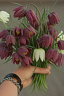 Фрітіларія 10шт Meleagris Mix (Мелеагріс Мікс)