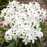 Хіонодокса 5шт Alba (Алба)