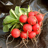 Редис Селеста F1 250г Enza Zaden, фото 3