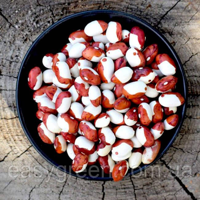 КВАСОЛЯ біло  -РОЖЕВА "Червоний Капелюх", насіння боби квасолі органічної для вживання в їжу і для пророщування 50 грам, фото 1