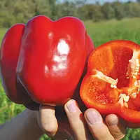 Перець Марек F1 Марек (Карісма F1), солодкий червоний 8 шт., Добрі Сходи