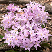 Хіонодокса 5шт Pink Giant (Пінк Гіант)