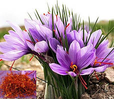 Шафран посівний 5шт (Sativus) цибулини