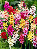 Іксія 10шт Мікс сортів