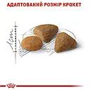Royal Canin Exigent Savour 400 г сухий корм для дорослих кішок для вибагливих до смаку, фото 4
