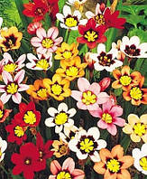 Спараксіс 10шт Tricolor Mix (Тріколор Мікс)