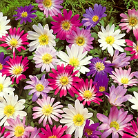 Анемона 10шт Blanda Mix (Бланда Мікс)