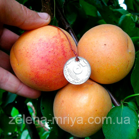 Абрикос NGA 19 (середнього терміну дозрівання), фото 1