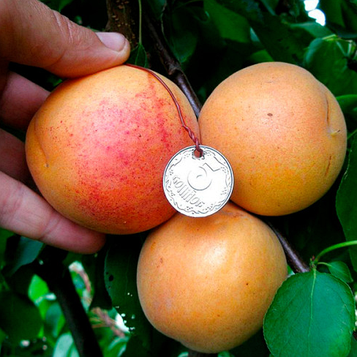 Абрикос NGA 19 (середнього терміну дозрівання)