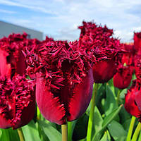 Набір 5 цибулин Тюльпан оторочений Labrador 12+