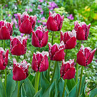 Набір 5 цибулин Тюльпан оторочений San Pablo 12+