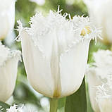 Тюльпан оторочений Noordeinde 12+, фото 2