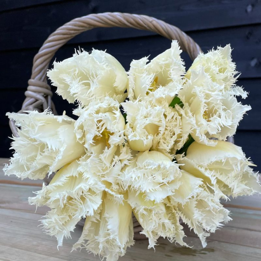 Тюльпан оторочений Noordeinde 12+, фото 1