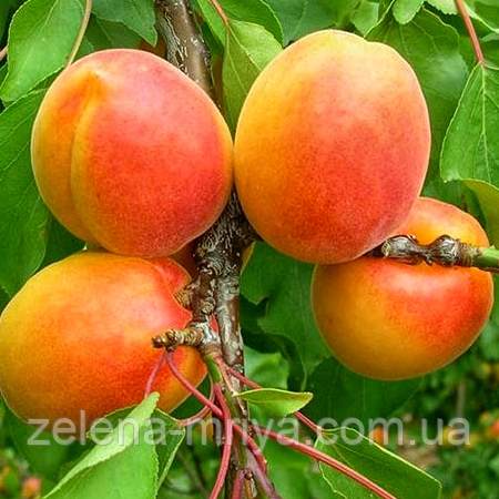 Абрикос Вондер Кот (раннього терміну дозрівання), фото 1