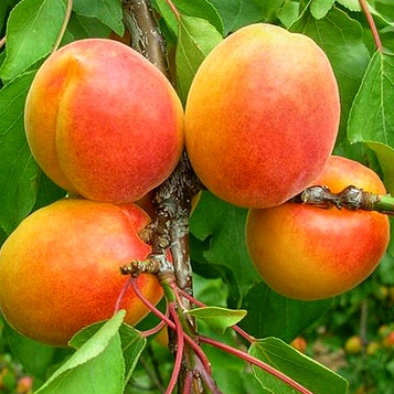 Абрикос Вондер Кот (раннього терміну дозрівання)