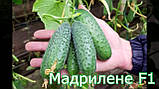 Огірок Мадрілене 10 нас Nunhems ЗІП, фото 2