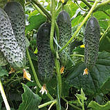 Огірок Пасалімо F1 Syngenta 50 нас ЗІП, фото 2